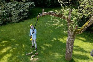 Простая и безопасная обрезка веток деревьев на большой высоте фото