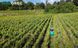 Трактор-газонокосарка для високої трави OREC Rabbit RM60W RM60W фото 10