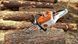 Пила ланцюгова акумуляторна STIHL MSA 300 (MA022000085) MA022000085 фото 5