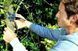 Секатор с храповым механизмом Fiskars PowerStep Р83 (111670) 1000575 1000575 фото 5