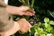 Секатор площинний Fiskars SingleStep&trade; P26 (111260) 1000567 1000567 фото 2
