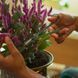 Ножницы для обрезки комнатных растений Fiskars (1075315) 1075315 фото 6