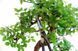 Ножницы Bonsai Okatsune KST206 (KST206) KST206 фото 6