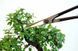 Ножницы Bonsai Okatsune KST206 (KST206) KST206 фото 3