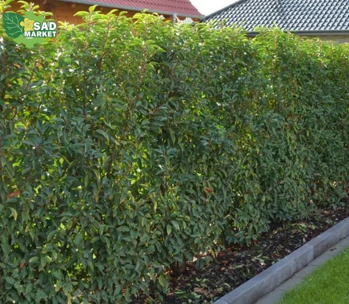 Ножницы для живой изгороди бензиновые HECHT 9275 PROFI, 1 л.с., 22.2 куб.см, Двухтактный HECHT9275PROFI фото