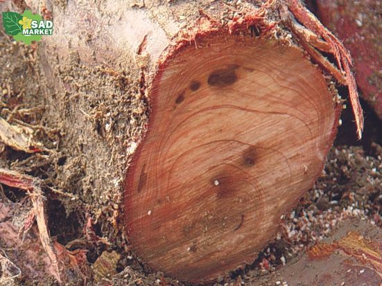 Пилка садова в піхвах Silky Gomtaro 240-8 Root (для коріння) (153-24) 153-24 фото