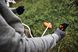 Мотокоса аккумуляторная STIHL FSA 140.0 FA012000048 фото 6