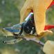 Секатор для цветов Felco 100 (с держателем), L Felco100 фото 2