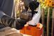 Обприскувач акумуляторний STIHL SGA 30 SET SA090117014 фото 5