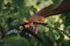 Секатор площинний Fiskars Plus&trade; P521 (1057167) 1057167 фото 4